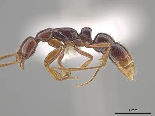 Leptogenys rufa - CASENT0640734