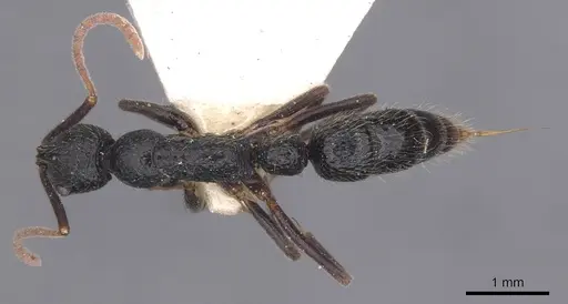 Leptogenys rugosopunctata specimen