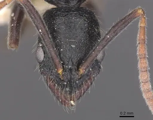 Leptogenys rugosopunctata specimen