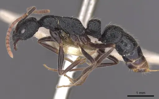 Leptogenys rugosopunctata specimen