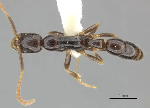 Leptogenys sagaris specimen