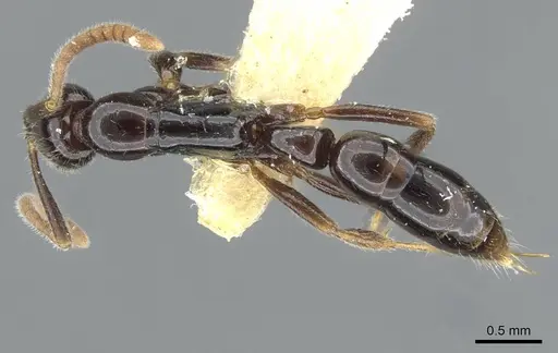 Leptogenys sagaris - CASENT0911184