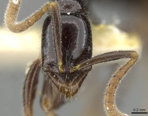 Leptogenys sagaris - CASENT0911184