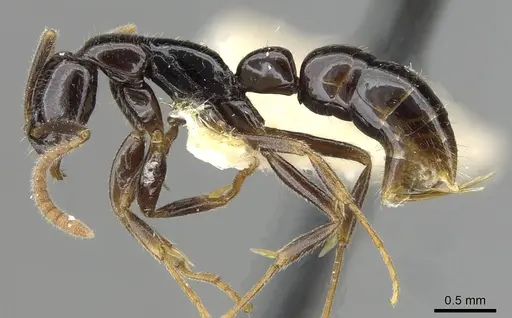 Leptogenys sagaris - CASENT0911184