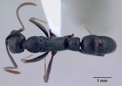Leptogenys sahamalaza specimen