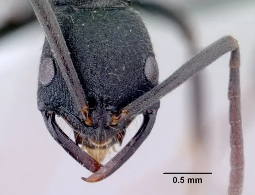 Leptogenys sahamalaza specimen