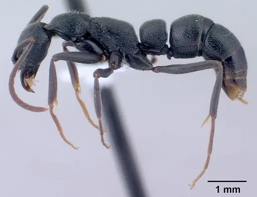 Leptogenys sahamalaza specimen