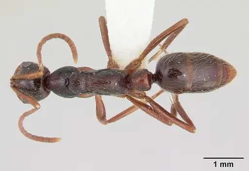 Leptogenys santacruzi specimen