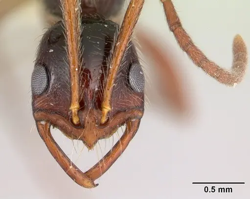 Leptogenys santacruzi specimen
