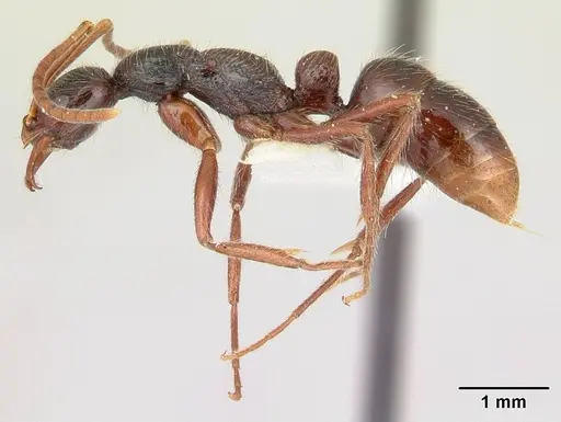 Leptogenys santacruzi specimen