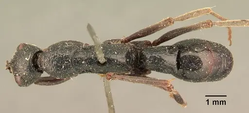 Leptogenys saussurei specimen