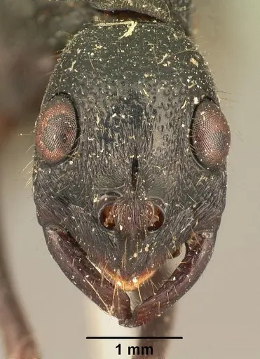 Leptogenys saussurei specimen