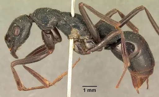 Leptogenys saussurei specimen