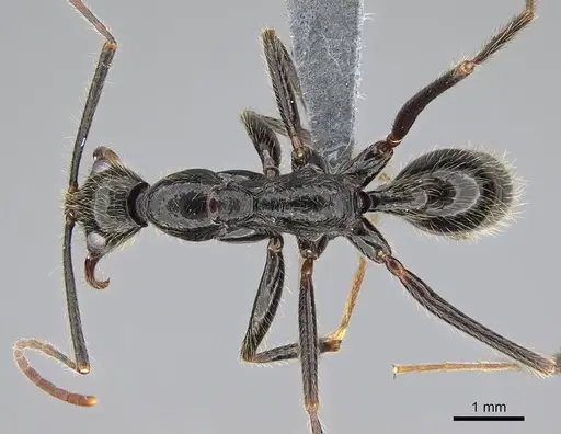 Leptogenys schwabi specimen