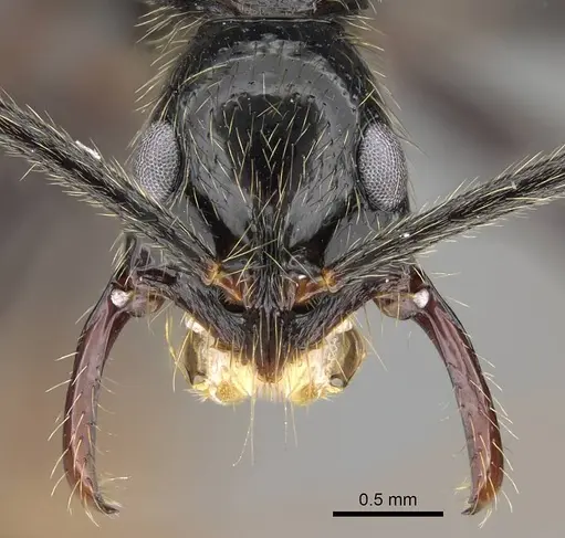 Leptogenys schwabi specimen