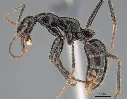 Leptogenys schwabi specimen
