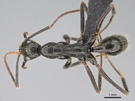 Leptogenys schwabi - CASENT0822196