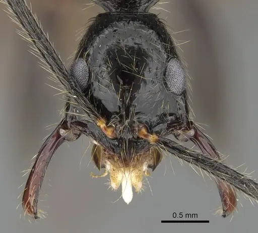 Leptogenys schwabi - CASENT0822196