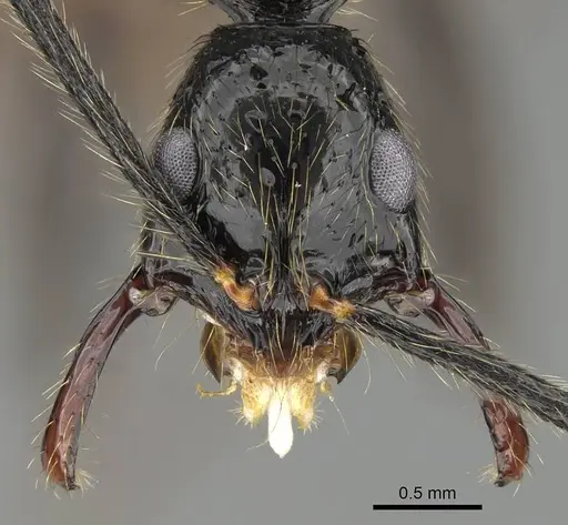 Leptogenys schwabi - CASENT0822196