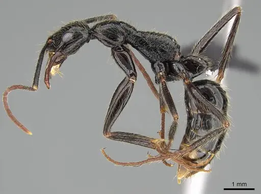 Leptogenys schwabi - CASENT0822196