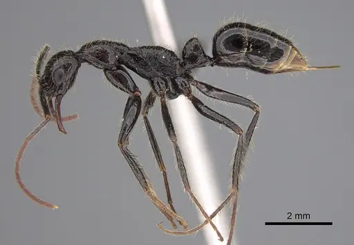 Leptogenys schwabi - CASENT0888229