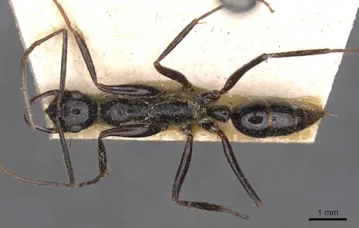 Leptogenys schwabi - CASENT0907342