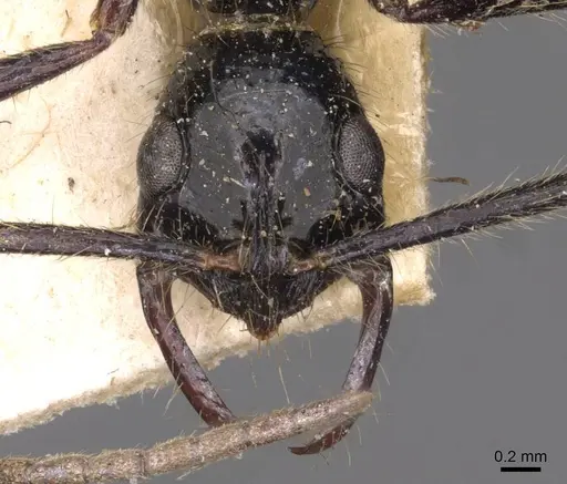 Leptogenys schwabi - CASENT0907342