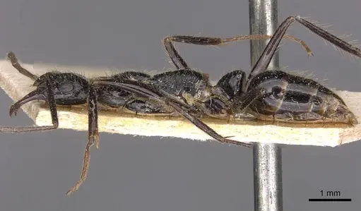 Leptogenys schwabi - CASENT0907342