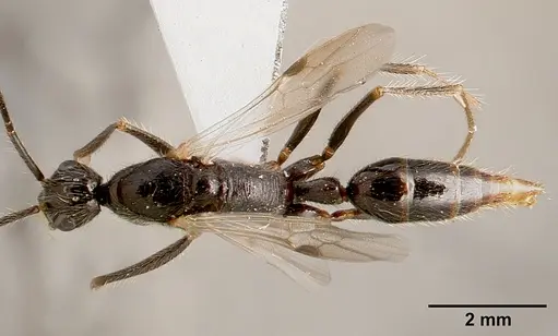 Leptogenys schwabi - SAM-HYM-C001380B