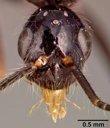 Leptogenys schwabi - SAM-HYM-C001380B