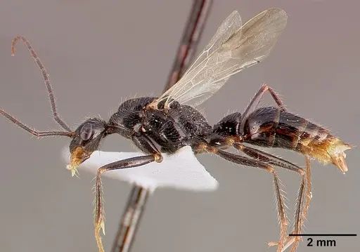 Leptogenys schwabi - SAM-HYM-C001380B