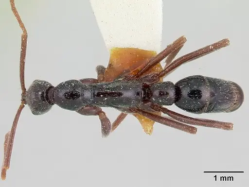 Leptogenys serrata specimen