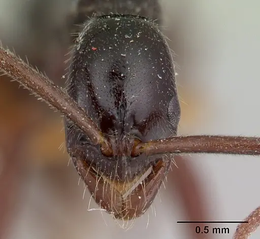 Leptogenys serrata specimen