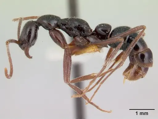 Leptogenys serrata specimen