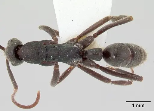 Leptogenys sianka specimen