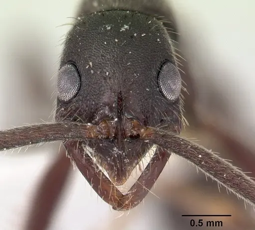 Leptogenys sianka specimen