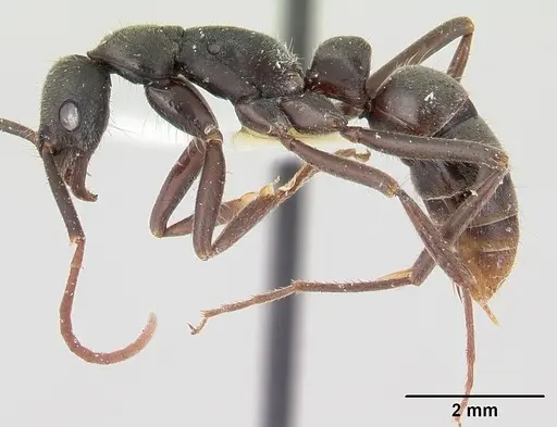 Leptogenys sianka specimen