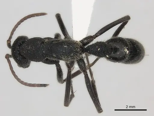 Leptogenys sjostedti specimen