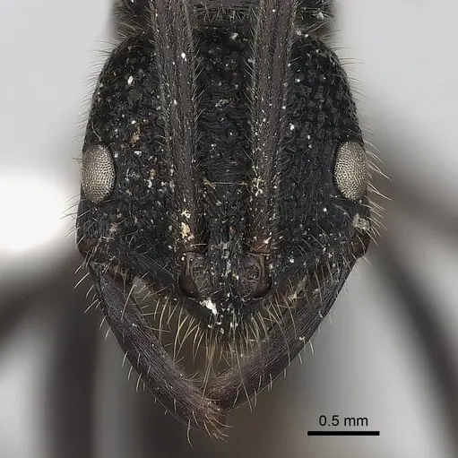 Leptogenys sjostedti specimen