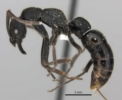 Leptogenys sjostedti specimen