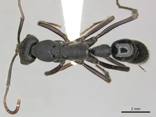 Leptogenys sjostedti - CASENT0270577