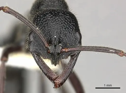 Leptogenys sjostedti - CASENT0270577