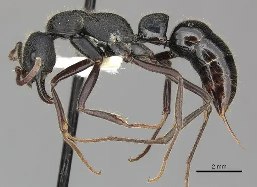 Leptogenys sjostedti - CASENT0270577