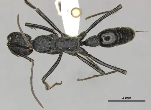 Leptogenys sjostedti - CASENT0270585