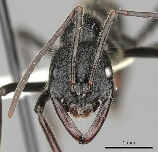 Leptogenys sjostedti - CASENT0270585