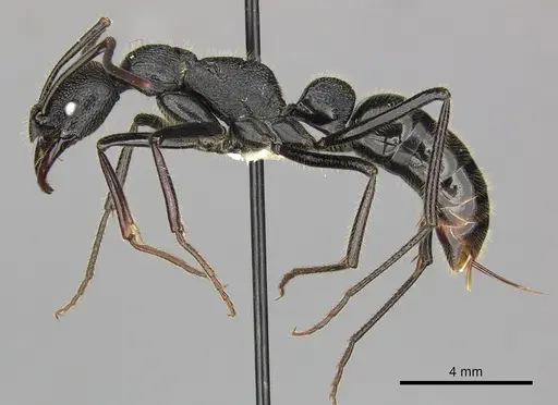 Leptogenys sjostedti - CASENT0270585