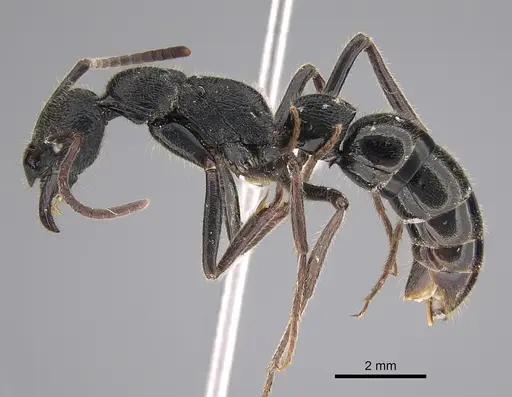 Leptogenys sjostedti - CASENT0887828