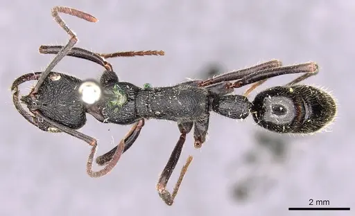 Leptogenys sjostedti - CASENT0907344