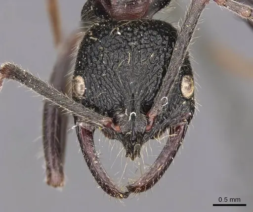Leptogenys sjostedti - CASENT0907344