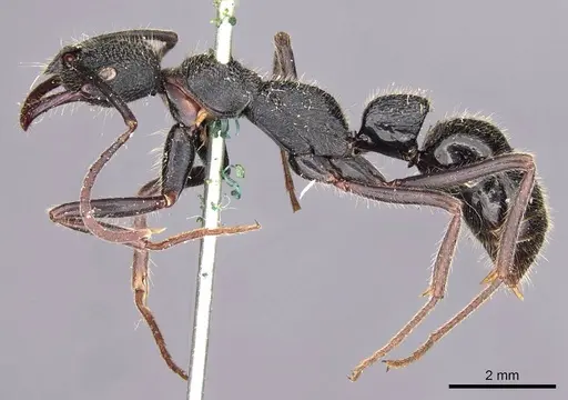 Leptogenys sjostedti - CASENT0907344